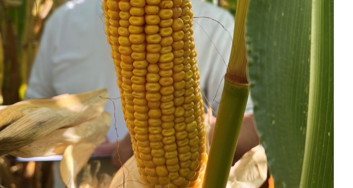 VARIANTAL / INDEM 1355-2