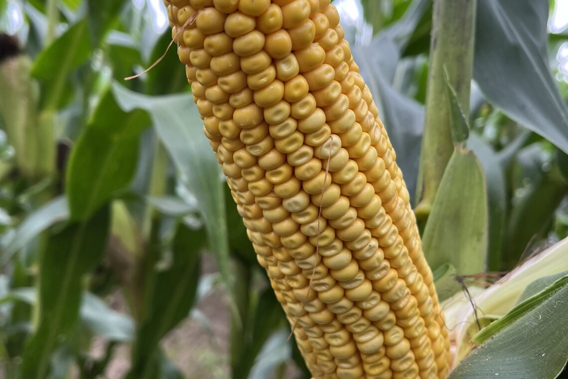 VARIANTAL / INDEM 1355-1