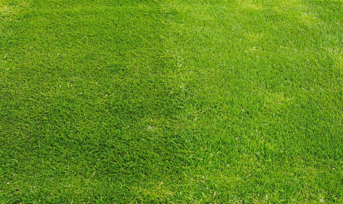 Green lawn area with areas of varying lightness and darkness.