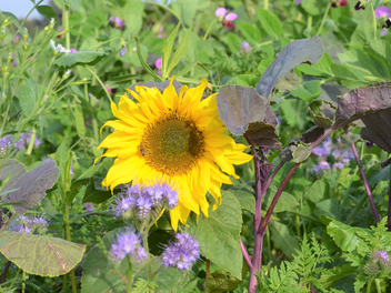 Terralife Sonnenblume