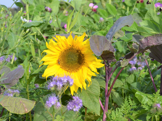 Terralife Sonnenblume