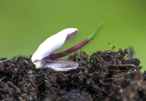 Germinating grass seed with root and green shoot on soil