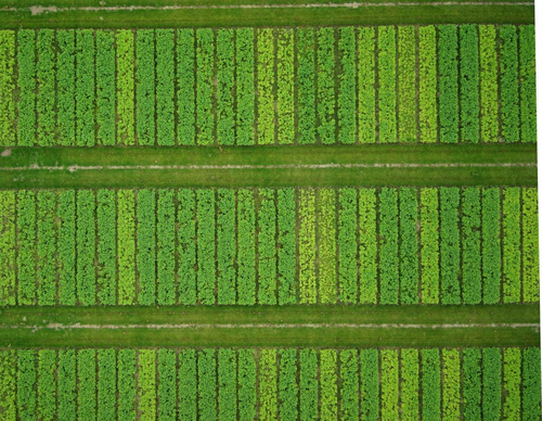 Aerial view of numerous densely vegetated experimental plots.