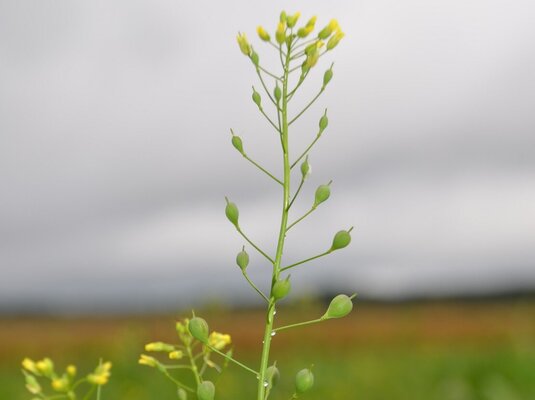 Camelina